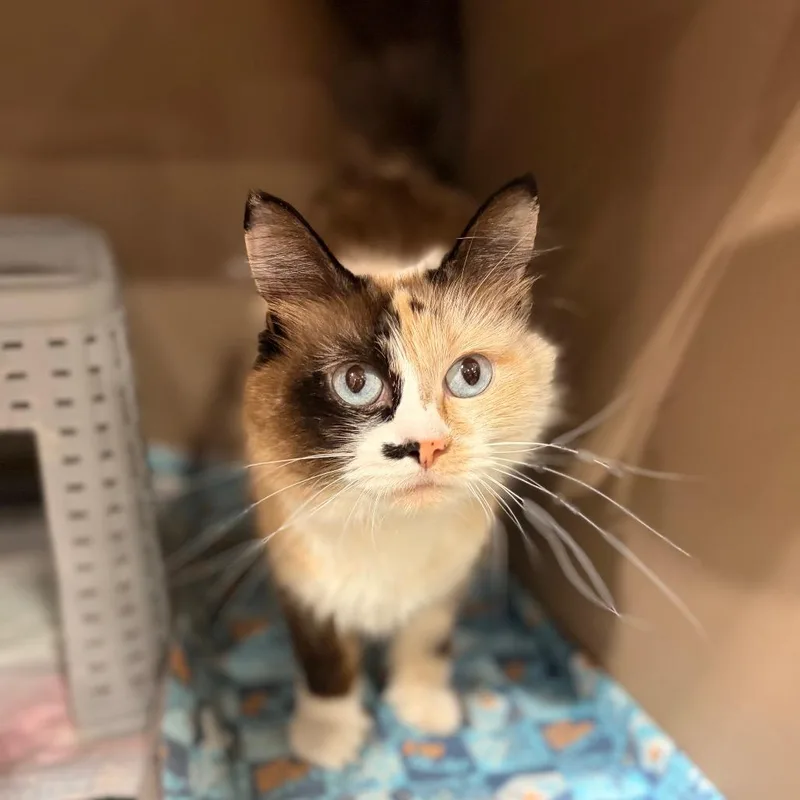 An adult small-sized female Domestic Long Hair cat named Carmen Sandiego for adoption in Spokane, WA