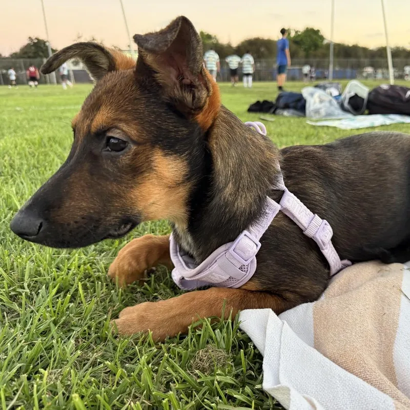 A baby small-sized male Shepherd dog named August for adoption in San Diego, CA