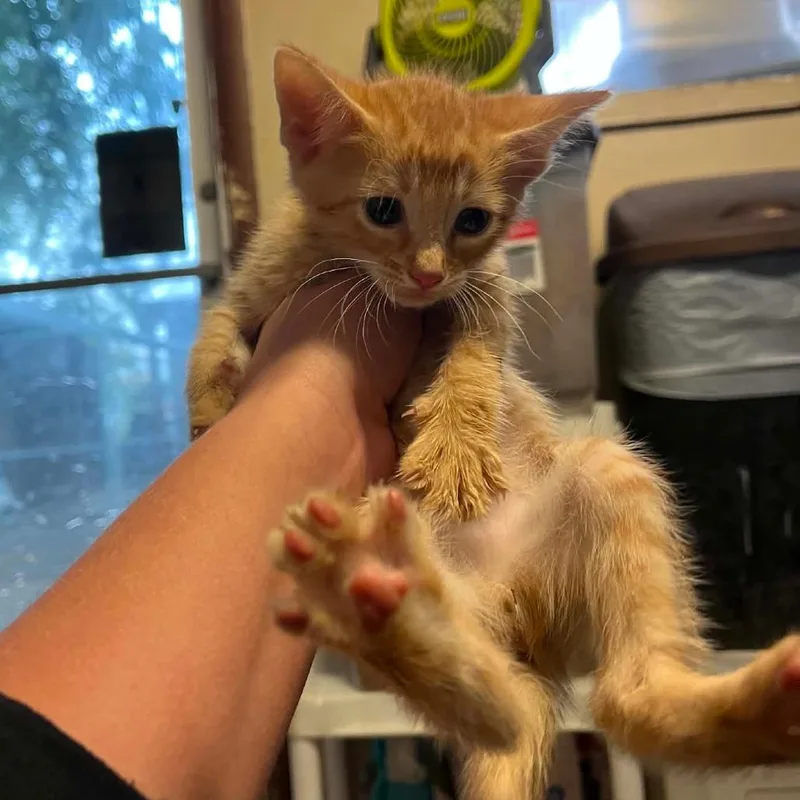 A baby small-sized male Orange / Red Domestic Short Hair cat named Almond for adoption in Stephenville, TX