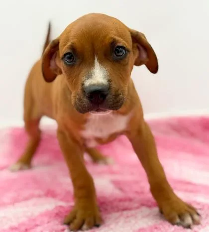 A young small-sized male Terrier dog named Larry for adoption in Bowling Green, KY