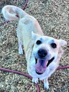 A young medium-sized female Australian Shepherd dog named Sally Sue for adoption in Albuquerque, NM