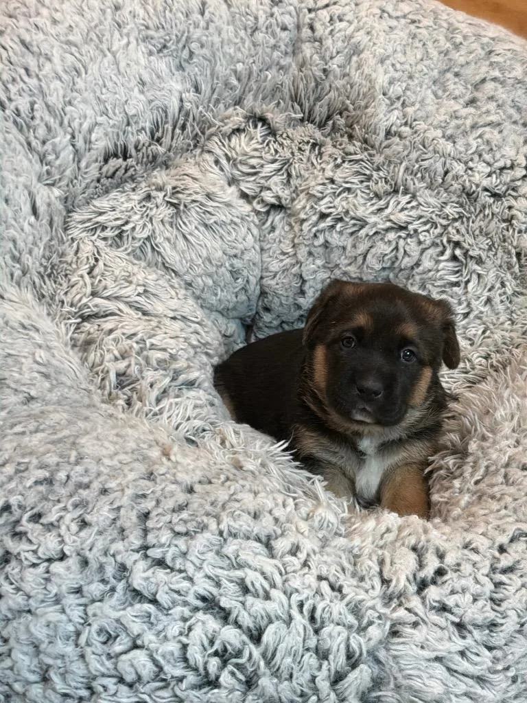 A baby large-sized female Tricolor (Brown, Black, & White) Belgian Shepherd / Malinois dog named Potato for adoption in Mira Loma, CA