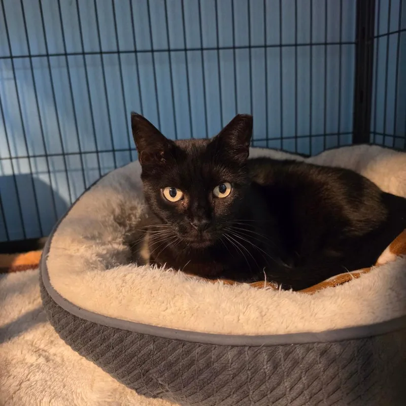 An adult medium-sized female Black Domestic Short Hair cat named Cindy Clawford for adoption in Port Richey, FL