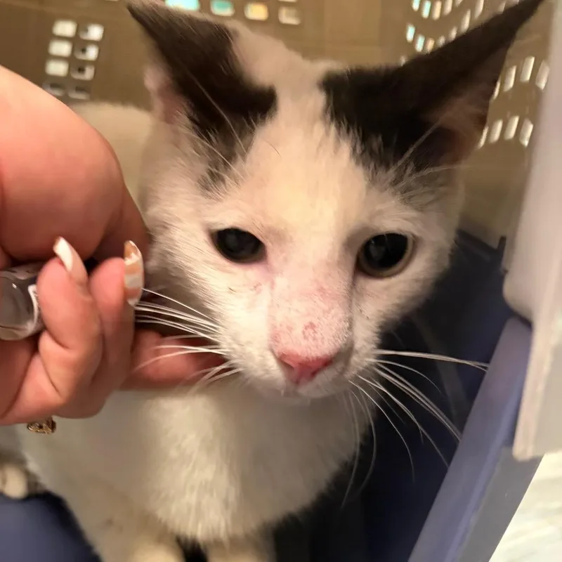 An adult medium-sized male White Domestic Short Hair cat named Tito for adoption in Lake Jackson, TX