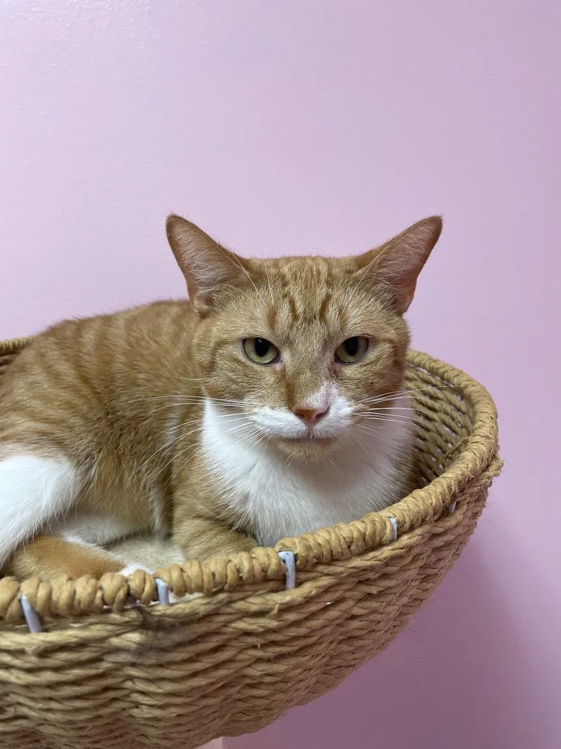 An adult medium-sized male Orange & White Domestic Short Hair cat named Atlas for adoption in Champaign, IL