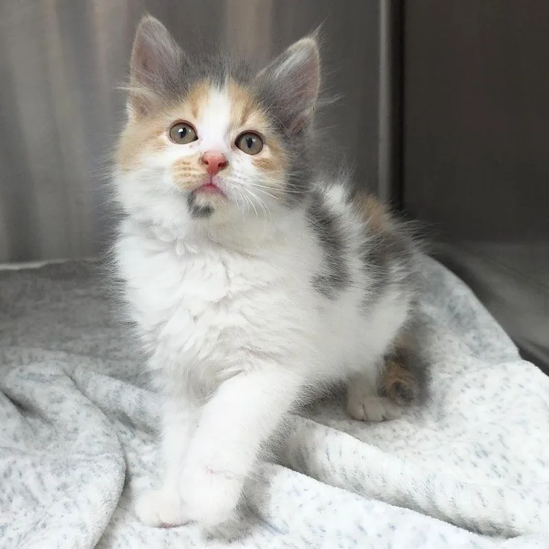A baby small-sized female Calico Domestic Long Hair cat named Razzmatazz for adoption in Michigan City, IN