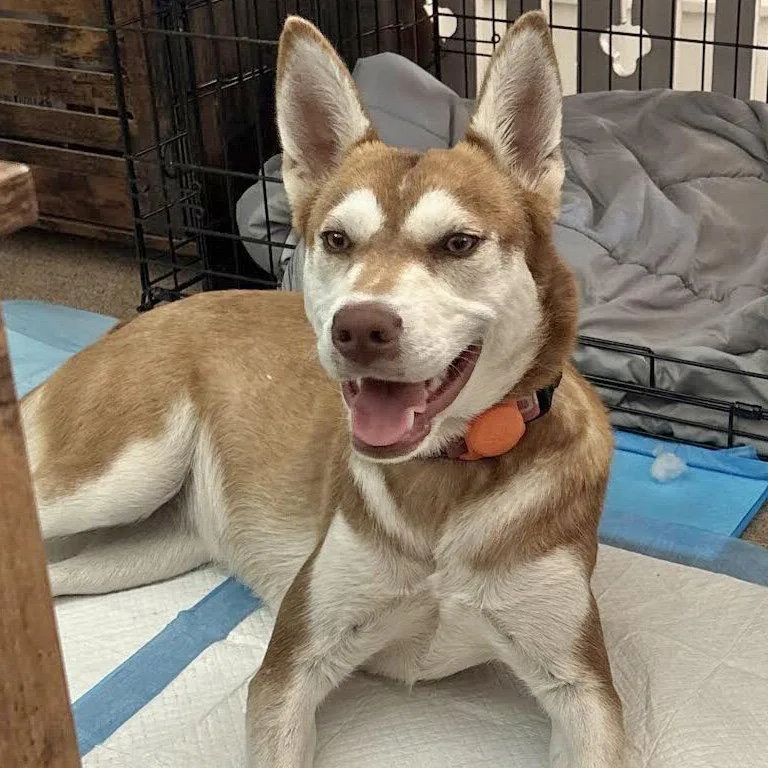 A baby medium-sized female Mixed Breed dog named Brandy for adoption in Oakland, CA