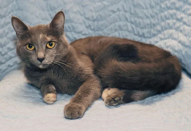 A young medium-sized female Dilute Tortoiseshell cat named Lily for adoption in Euclid, OH