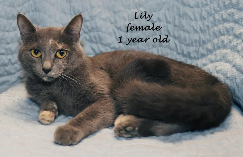 Lily thumbnail 6