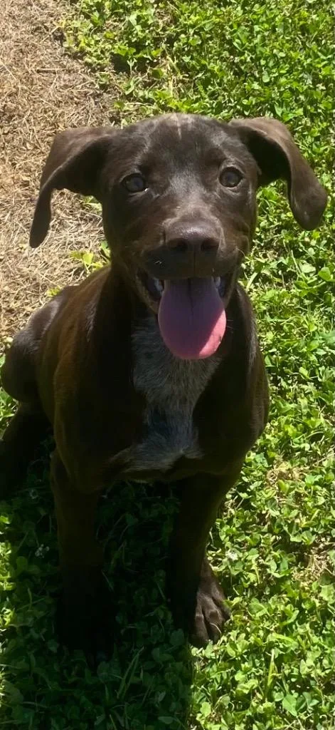 A baby small-sized male Labrador Retriever dog named Hershey for adoption in Greenwood, MS