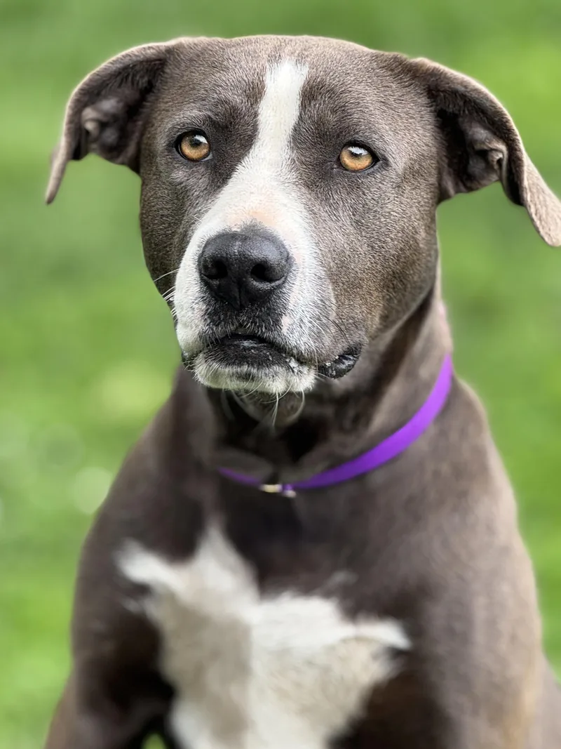 An adult medium-sized female Gray / Blue / Silver Pit Bull Terrier dog named Halo for adoption in Anderson, IN