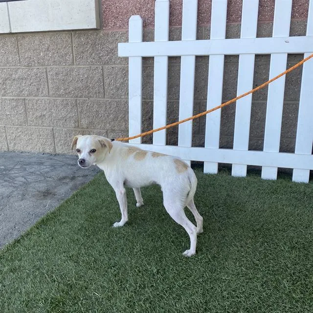 A young small-sized male Chihuahua dog named A for adoption in Modesto, CA