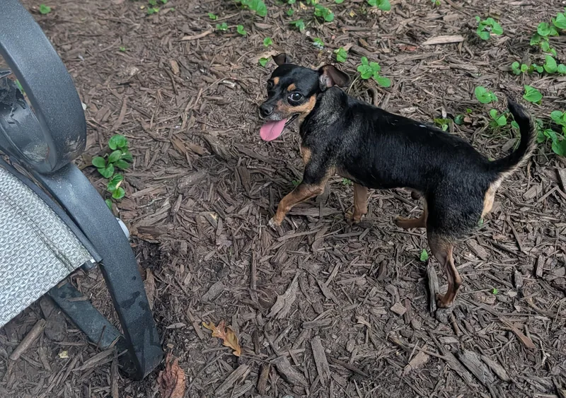 A young small-sized male Chihuahua dog named Parker for adoption in Richmond, VA