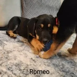 A baby large-sized male Black Australian Shepherd dog named Romeo for adoption in Delaware, OH