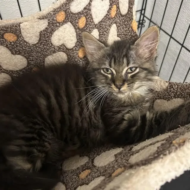 A baby small-sized male Black Domestic Medium Hair cat named Bobble for adoption in Mooresville, NC