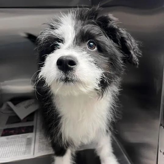 Dollie Mae thumbnail 2