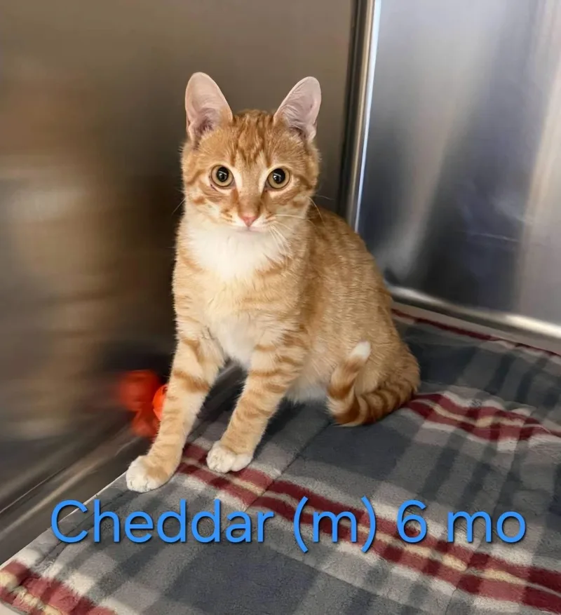 A young medium-sized male Tabby (Orange / Red) Domestic Short Hair cat named Cheddar for adoption in Parsippany, NJ