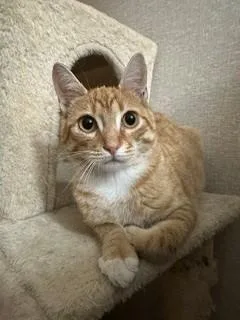 Cheddar thumbnail 3