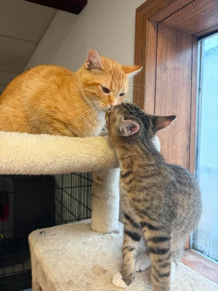 An adult small-sized male Orange & White Domestic Short Hair cat named Ricky for adoption in Fremont, NE