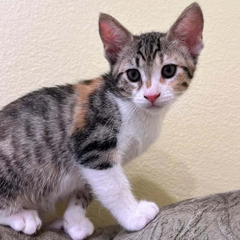 A baby small-sized female Brown / Chocolate Domestic Short Hair cat named Iris for adoption in San Diego, CA