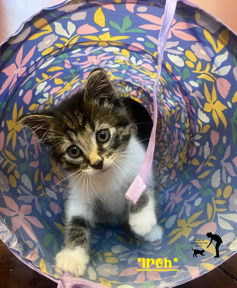 A baby medium-sized male Tabby (Brown / Chocolate) Domestic Short Hair cat named Iroh for adoption in Centerville, UT