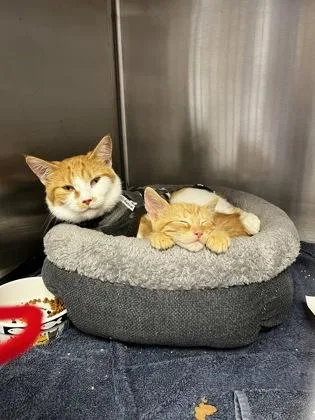 An adult small-sized female Domestic Short Hair cat named Princess for adoption in Roseville, CA