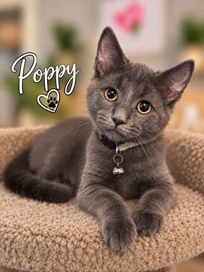 A young medium-sized female Domestic Short Hair cat named Poppy for adoption in Delmar, NY