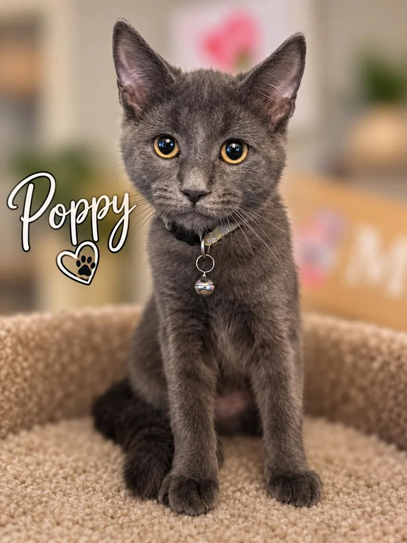 Poppy thumbnail 2