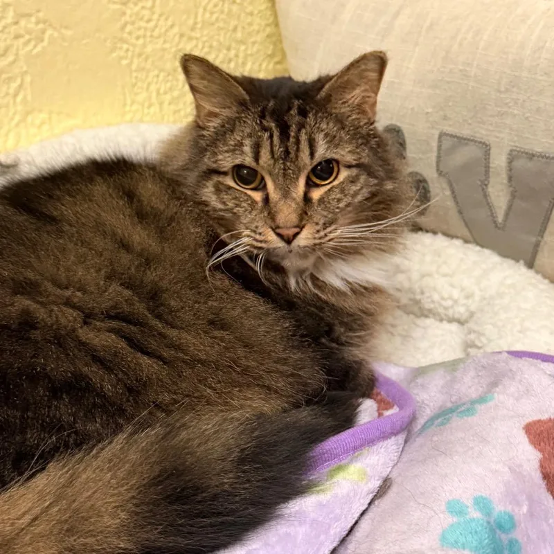 Coraline thumbnail 2