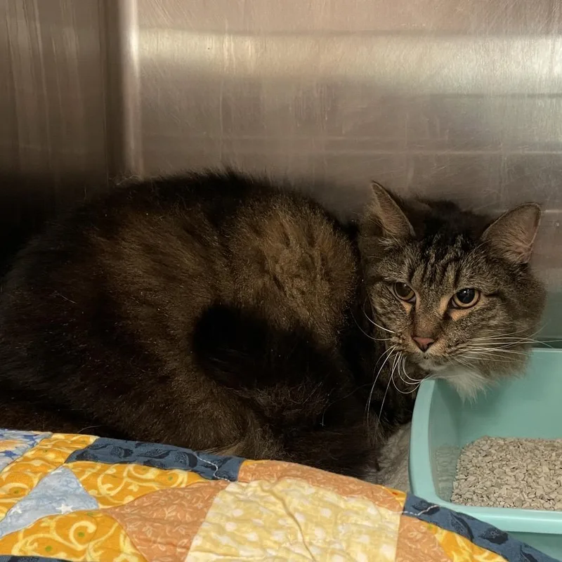 Coraline thumbnail 3