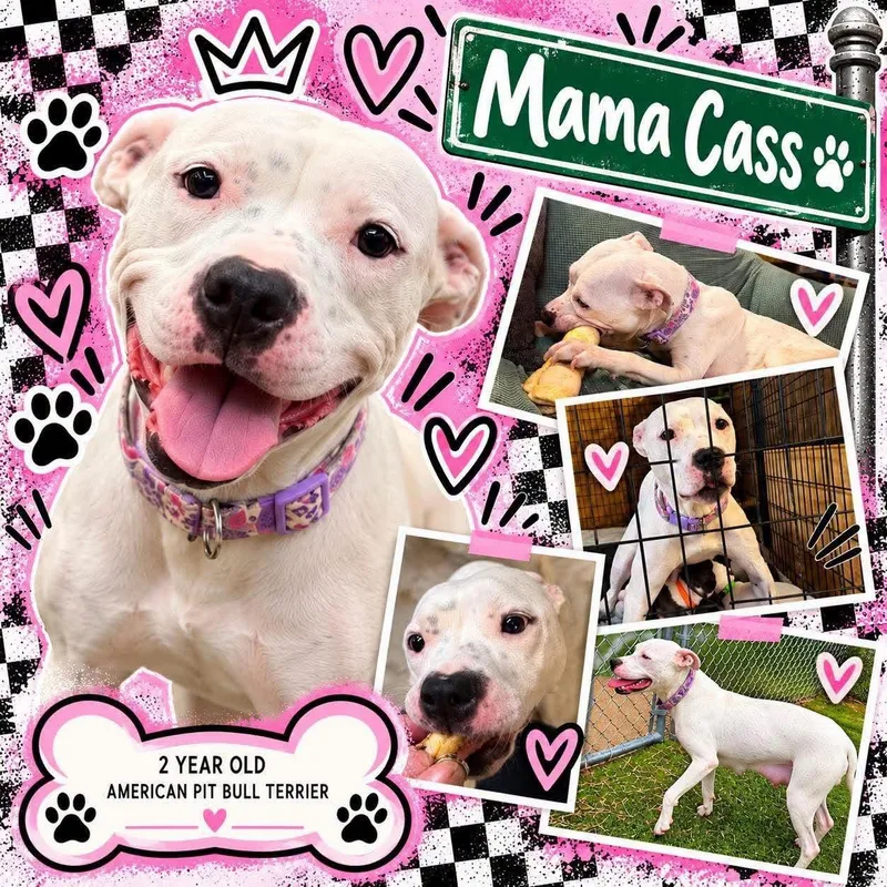 A young medium-sized female Mixed Breed dog named Cass for adoption in Pleasant Ridge, MI