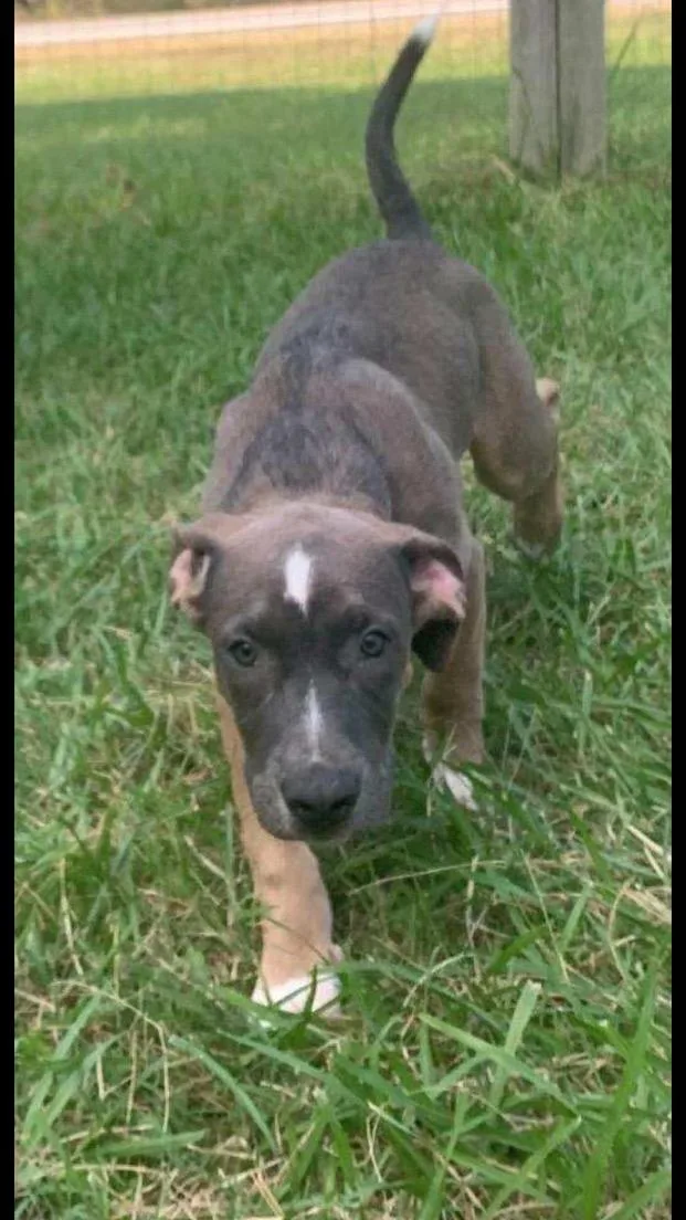 A baby medium-sized male Hound dog named Kevin for adoption in Medfield, MA