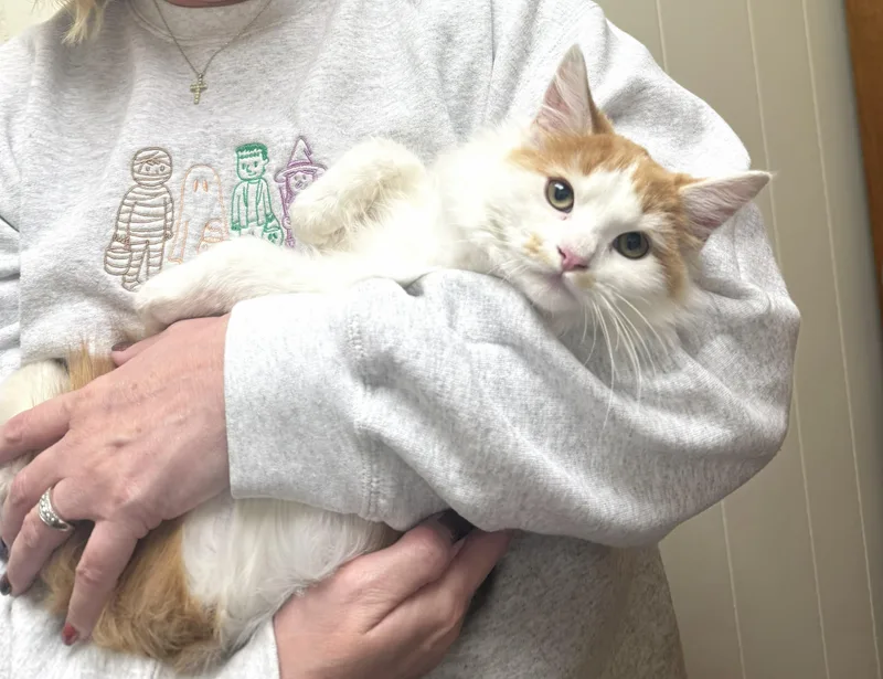 A baby large-sized male Orange & White Domestic Medium Hair cat named Bailey  A Fluffy for adoption in Pickerinton, OH