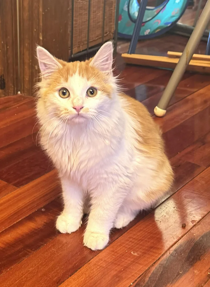 Bailey  A Fluffy thumbnail 3