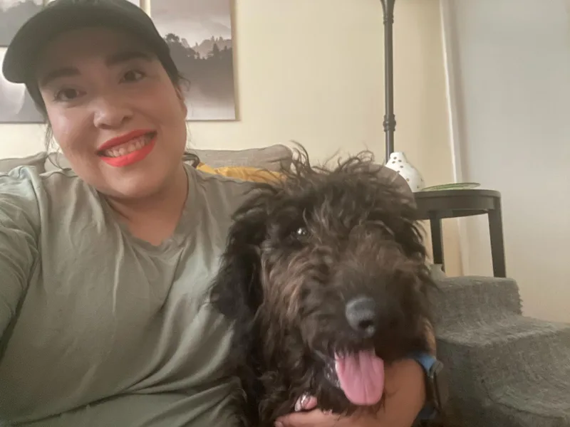 A baby medium-sized female Bicolor Labradoodle dog named Poppy for adoption in Lafayette, CA