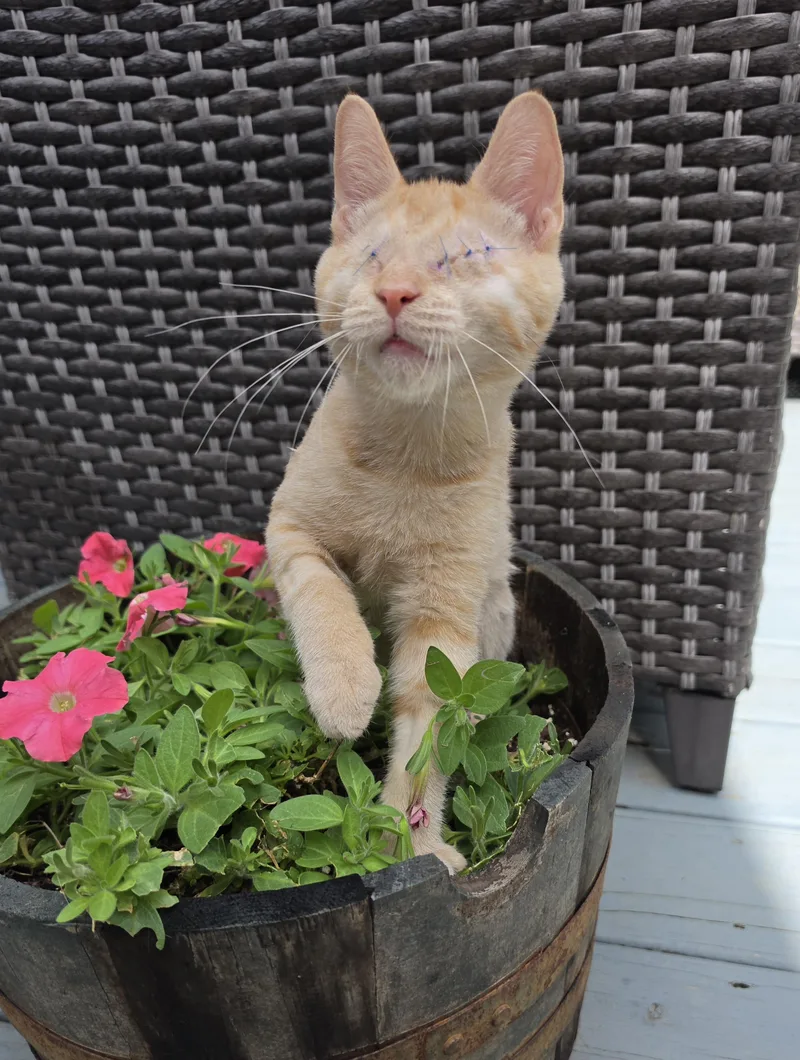 A baby medium-sized male Orange / Red Domestic Short Hair cat named Kevin for adoption in Manchester, MD