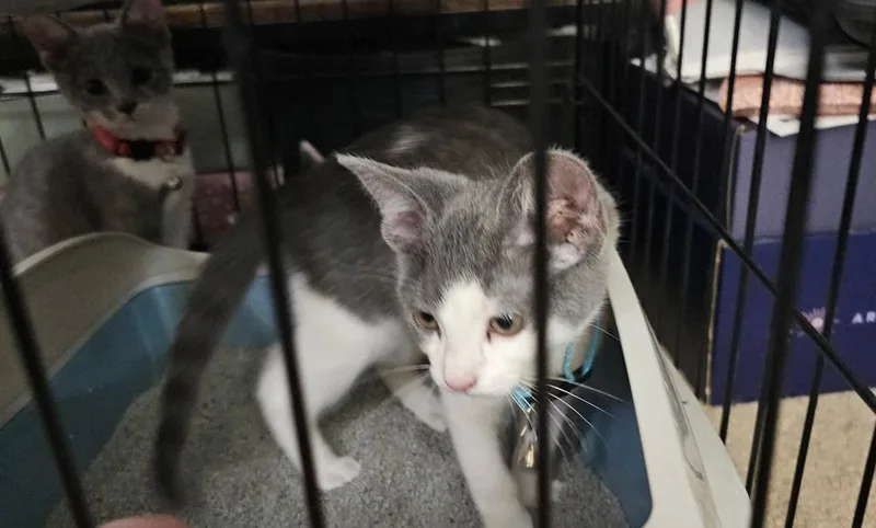 A baby medium-sized female Gray & White Domestic Short Hair cat named Mad Mouser for adoption in Dorr, MI