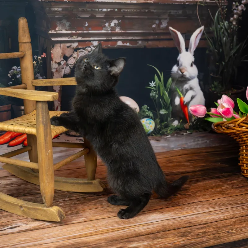 Midnight thumbnail 4