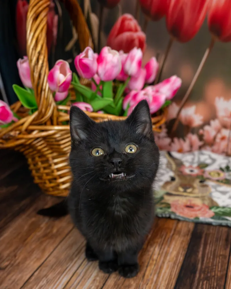 Midnight thumbnail 5