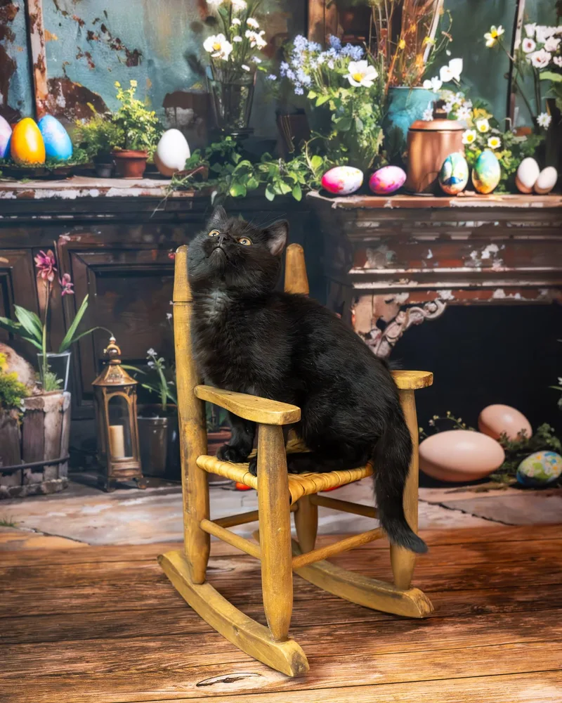 Midnight thumbnail 6