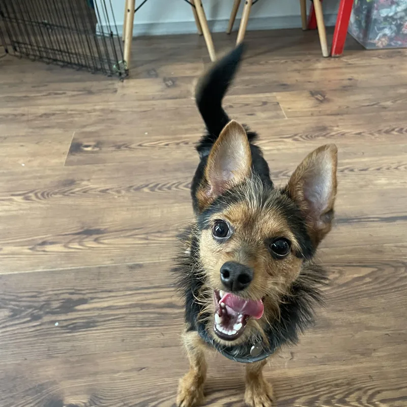 A young small-sized male Black Chihuahua dog named Swivel for adoption in Philadelphia, PA