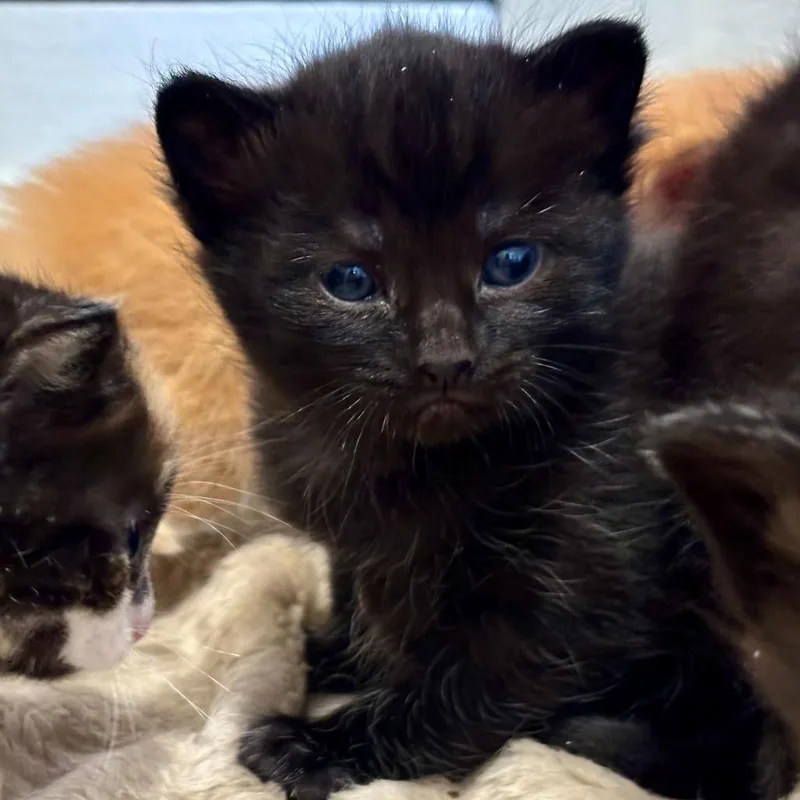A baby small-sized female Domestic Short Hair cat named Flannel for adoption in Perkiomenville, PA