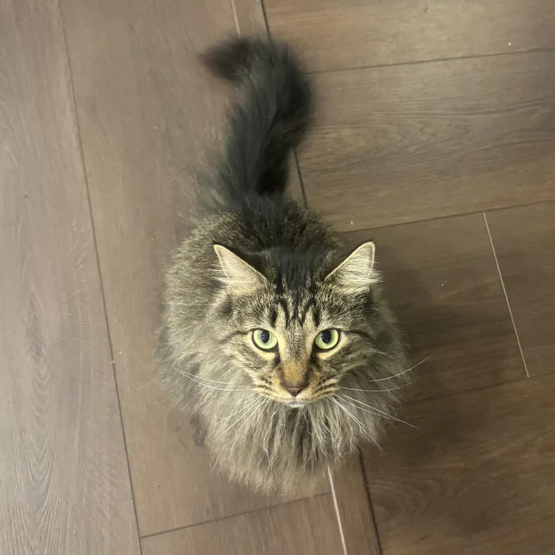 Meeko thumbnail 2