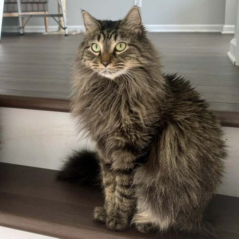 Meeko thumbnail 3