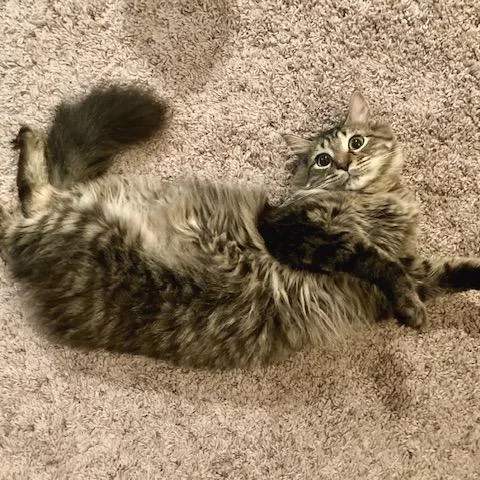 Meeko thumbnail 6