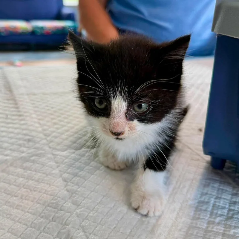 A baby small-sized male Domestic Medium Hair cat named Bebe for adoption in Aldie, VA