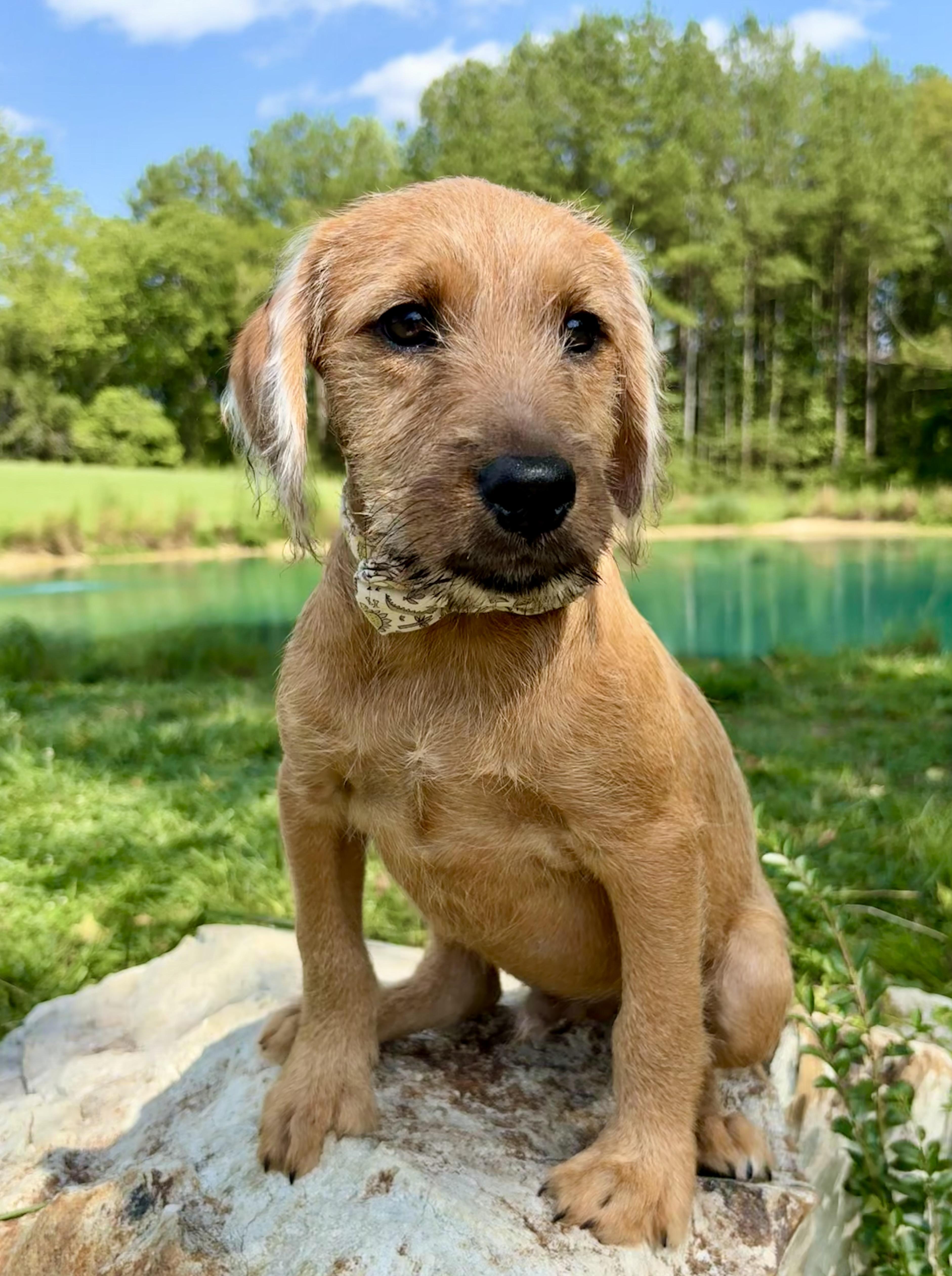 A baby medium-sized male Yellow / Tan / Blond / Fawn Goldendoodle dog named Jive for adoption in Pittsboro, NC