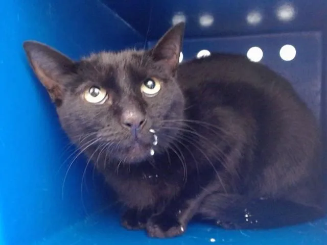 A young small-sized female Domestic Short Hair cat named Mia for adoption in Orlando, FL