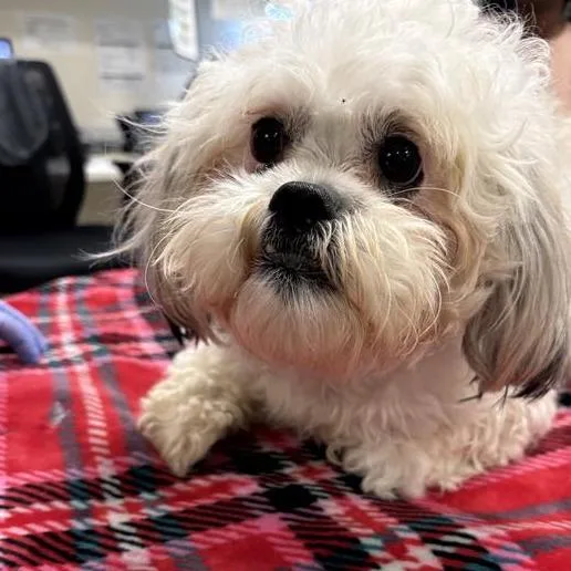 An adult small-sized female White / Cream Mixed Breed dog named Zebra Cake for adoption in Jacksonville, FL