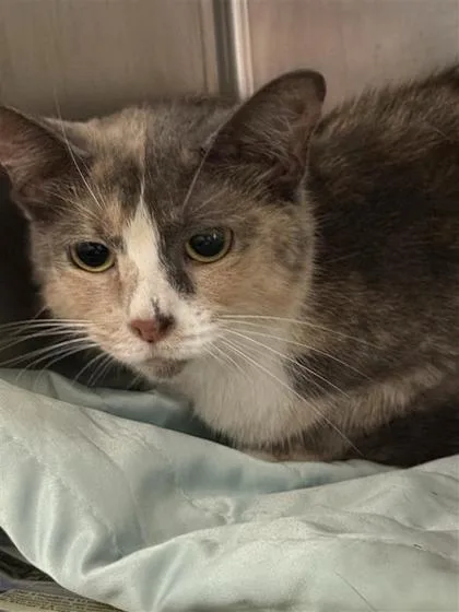 An adult medium-sized female Domestic Short Hair cat named Bella for adoption in Largo, FL